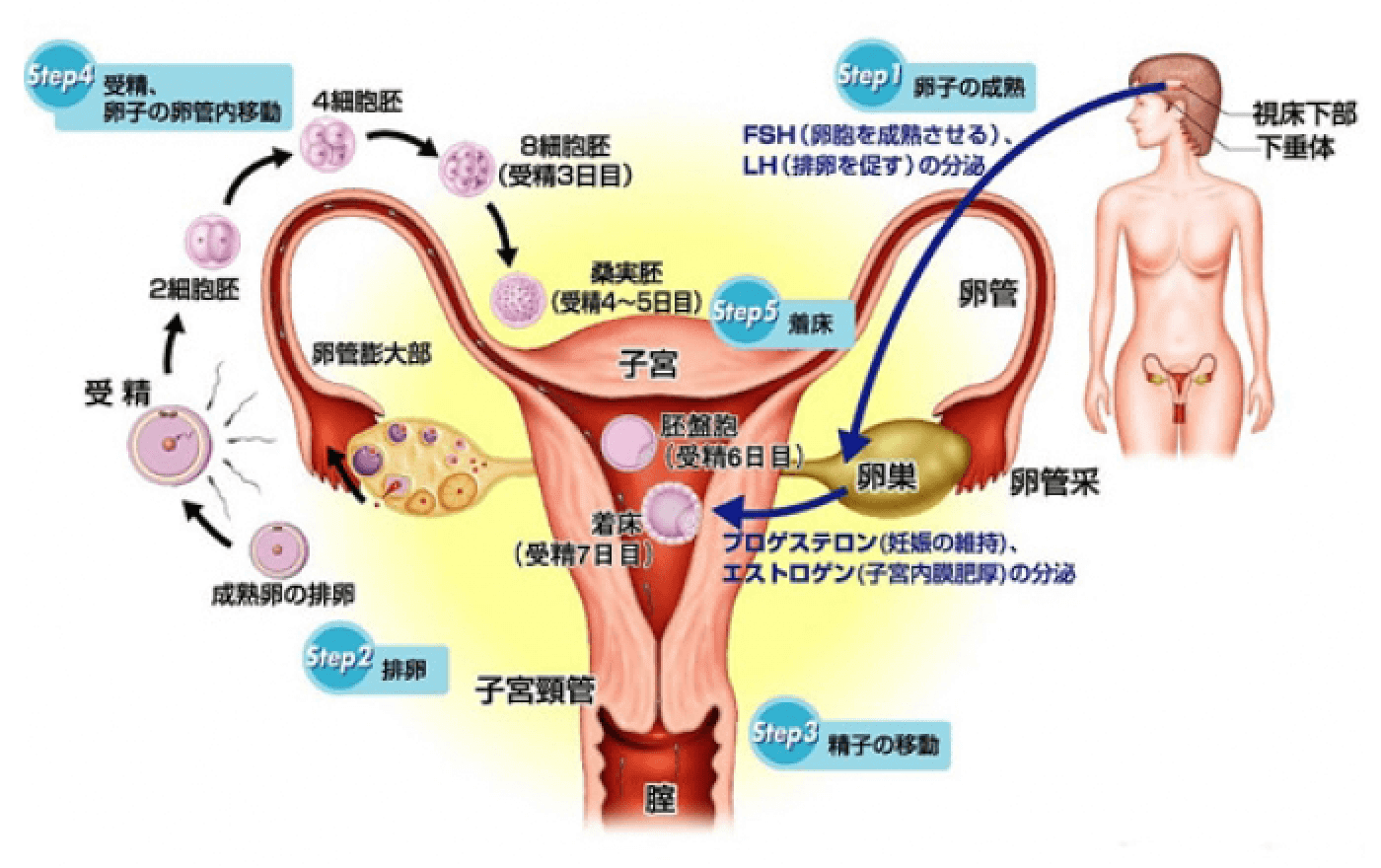 血液ホルモンと妊娠との関係表